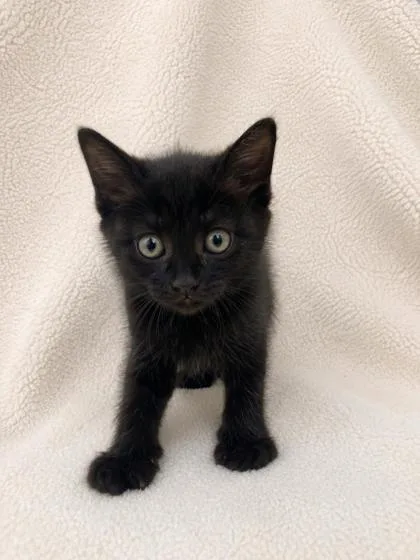 A baby small-sized female Domestic Short Hair cat named Freddie for adoption in Fairhope, AL