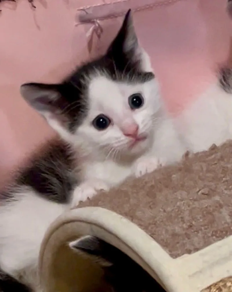 A baby medium-sized female Domestic Short Hair cat named Bisou for adoption in Philadelphia, PA