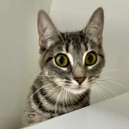 An adult medium-sized female Domestic Short Hair cat named Wallie for adoption in Reisterstown, MD