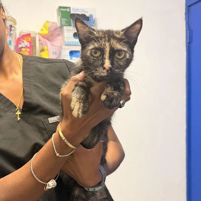 An adult medium-sized female Tortoiseshell Domestic Short Hair cat named Fanny for adoption in Wahiawa, HI