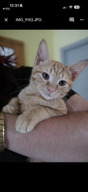 A baby medium-sized male Orange / Red Domestic Short Hair cat named Yaya for adoption in Mount Rainier, MD