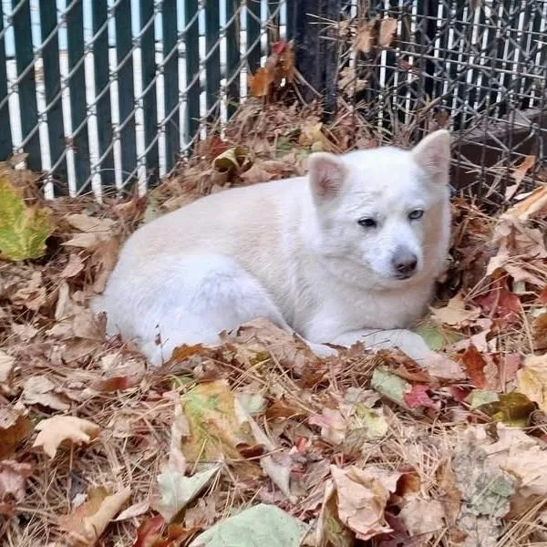 An adult medium-sized female White / Cream Shiba Inu dog named Cheesecake for adoption in Groveland, MA