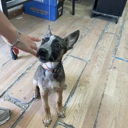 A baby medium-sized female Fox Terrier dog named Tiana for adoption in Morton Grove, IL