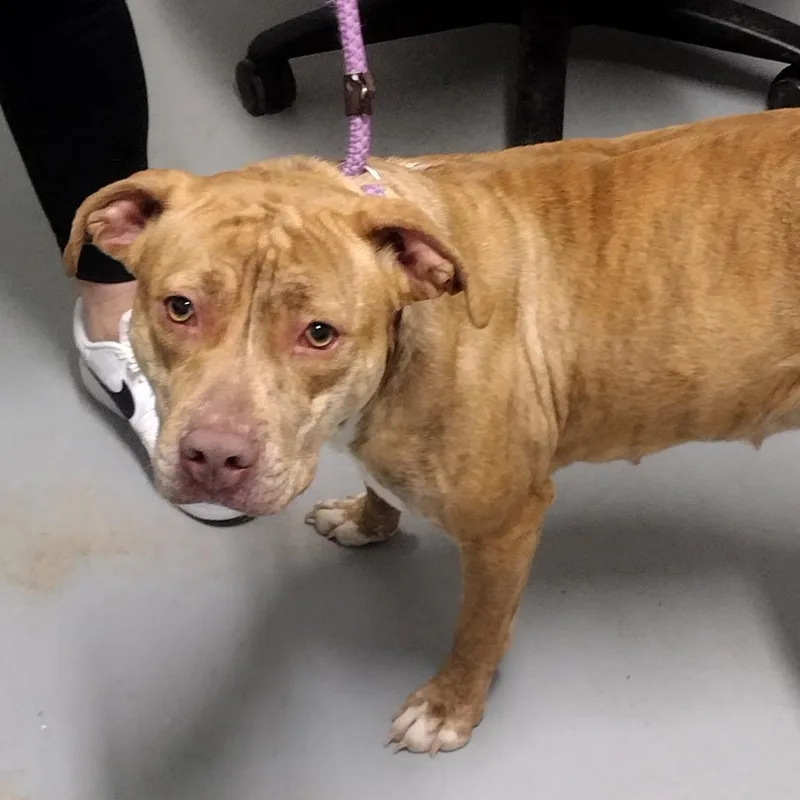 An adult medium-sized female Red / Chestnut / Orange Mixed Breed dog named Addy for adoption in Troy, IL