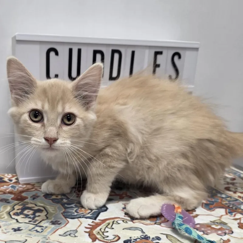 A baby small-sized male Buff / Tan / Fawn Domestic Short Hair cat named Swanson for adoption in Fort Wayne, IN