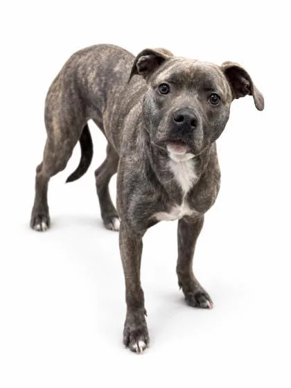 An adult medium-sized female Mountain Cur dog named Mabel for adoption in Bowling Green, KY