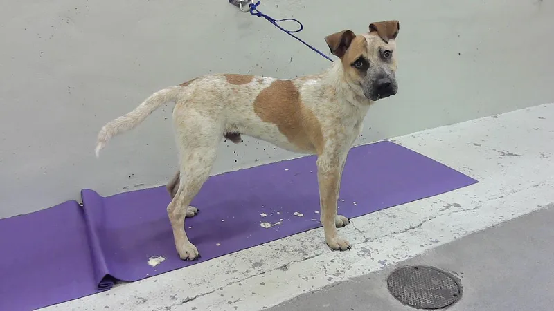 A young medium-sized male Staffordshire Bull Terrier dog named Gilligan for adoption in Houston, TX