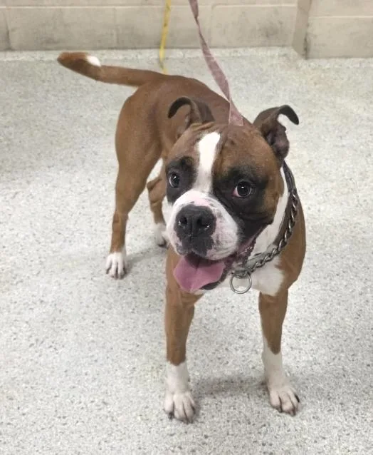 An adult medium-sized male Boxer dog named Fury for adoption in Conroe, TX