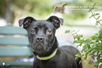An adult medium-sized female Terrier dog named A Buffy for adoption in North Charleston, SC