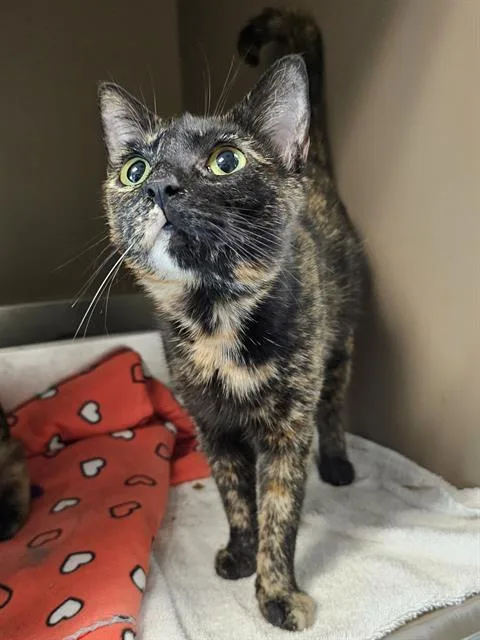 An adult medium-sized female Domestic Short Hair cat named Darlin for adoption in Clyde, NC