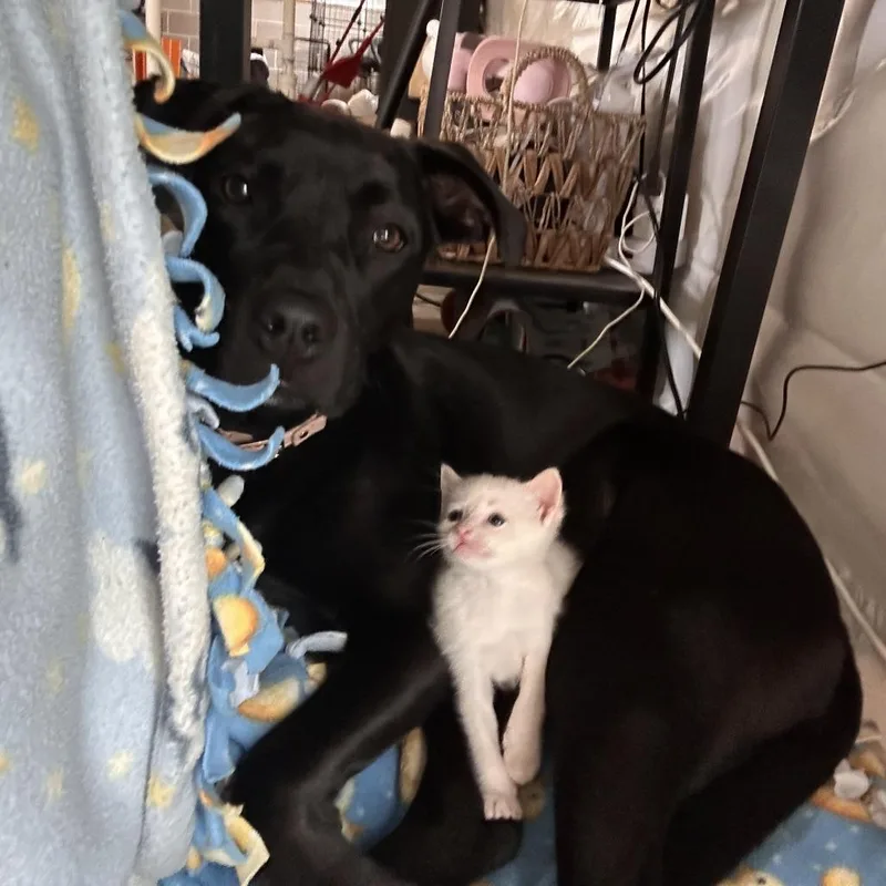 A baby small-sized male White Domestic Short Hair cat named Pinky C for adoption in Princeton, MN