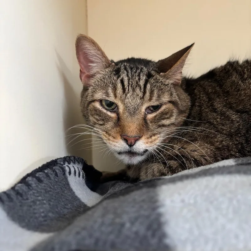 A senior large-sized male Brown / Chocolate Domestic Short Hair cat named Malex for adoption in DeKalb, IL