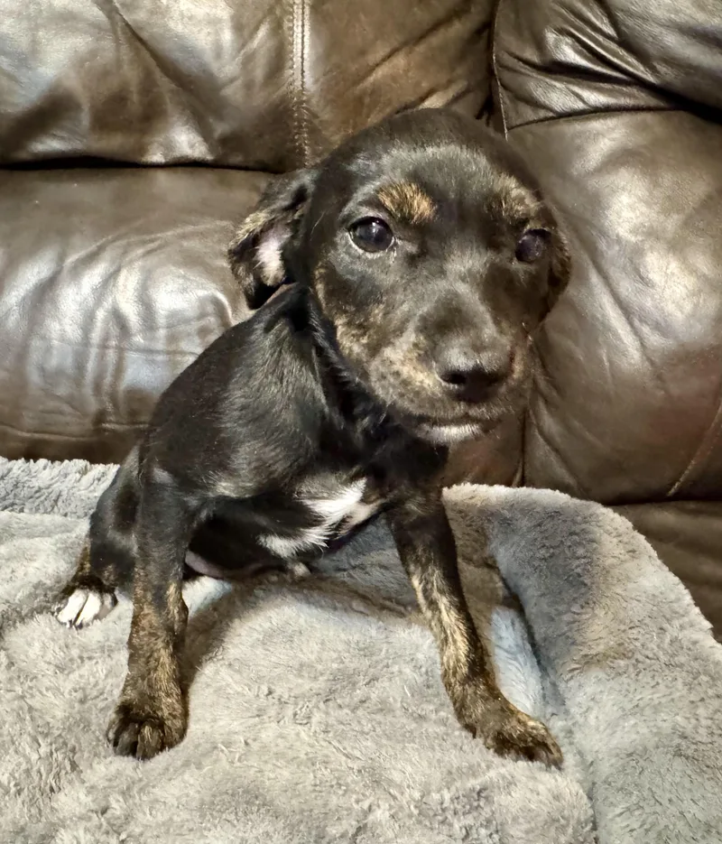 A baby small-sized female Terrier dog named Valentine for adoption in Maiden, NC