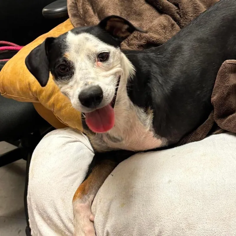 An adult medium-sized female Black Beagle dog named Bayla for adoption in Hackett, AR