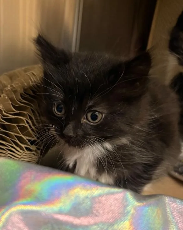 A baby small-sized female Domestic Medium Hair cat named Sarah for adoption in Kennewick, WA