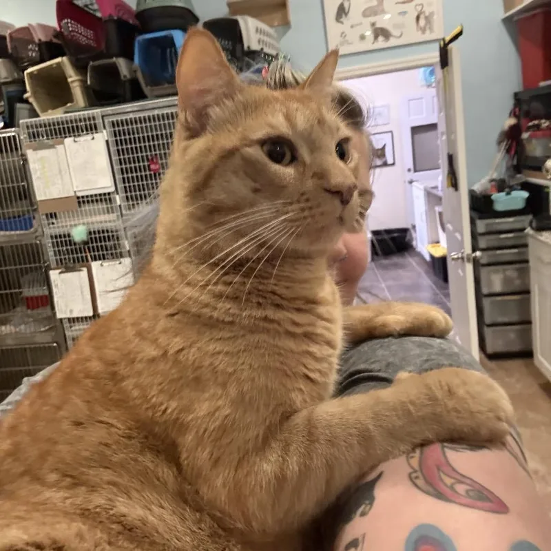 An adult small-sized male Orange / Red Domestic Short Hair cat named Elio for adoption in Middle Village, NY