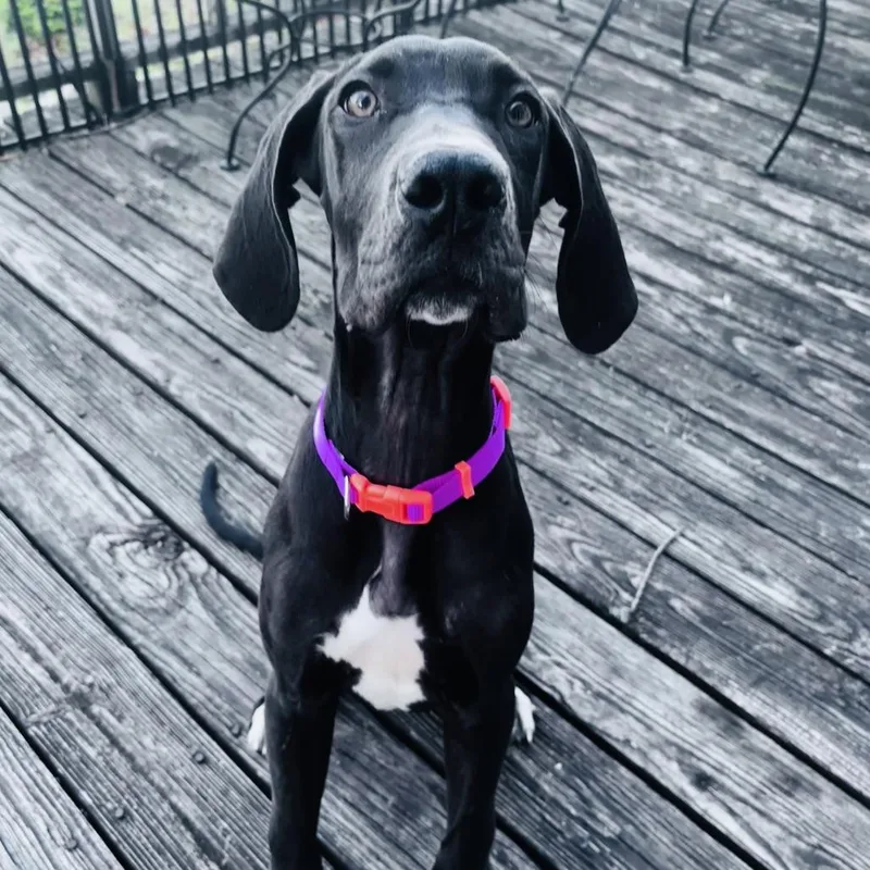 A baby medium-sized female Black Great Dane dog named Eleanor for adoption in Huntsville, AL