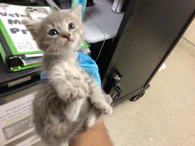 A baby small-sized female Domestic Short Hair cat named Blossom for adoption in Riverside, CA
