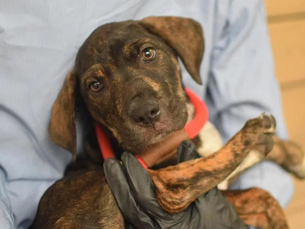 A baby medium-sized male Mastiff dog named Jasper for adoption in Portland, OR