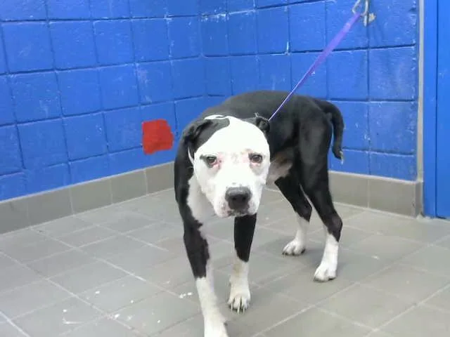An adult medium-sized male Pit Bull Terrier dog named Teefer for adoption in Albuquerque, NM