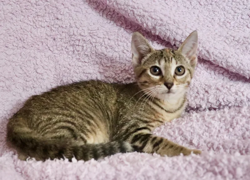 A baby medium-sized female Tabby (Buff / Tan / Fawn) Abyssinian cat named Elly for adoption in Saint Augustine, FL