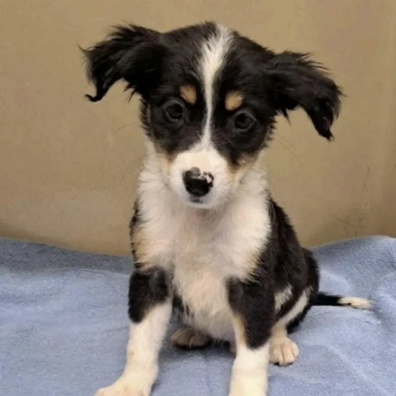 A baby medium-sized male Tricolor (Brown, Black, & White) Australian Shepherd dog named Uecker for adoption in Cedarburg, WI