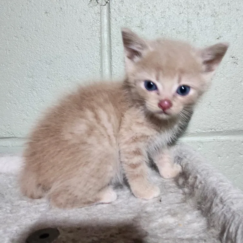 A baby small-sized male Buff / Tan / Fawn Domestic Short Hair cat named Bruce Lee for adoption in Canton, IL