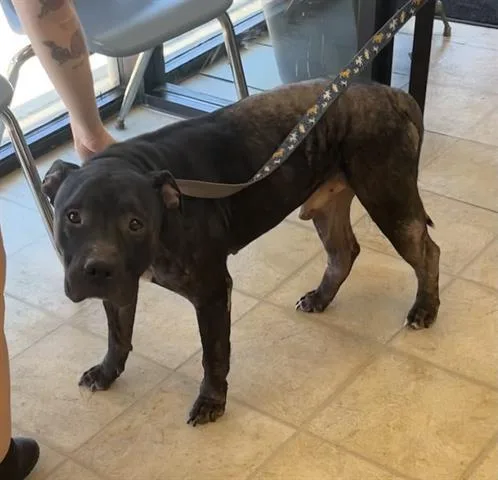 An adult large-sized male Pit Bull Terrier dog named Griffin for adoption in Norfolk, VA