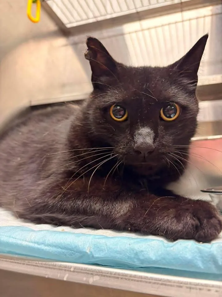 An adult large-sized male Domestic Short Hair cat named Chavelo for adoption in Greensburg, IN