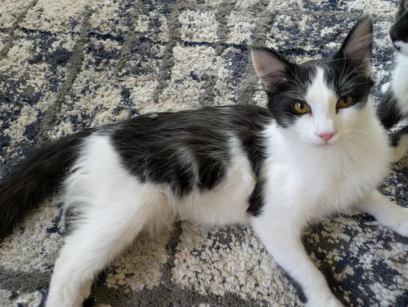 A baby medium-sized male Domestic Medium Hair cat named Irish for adoption in Aurora, CO