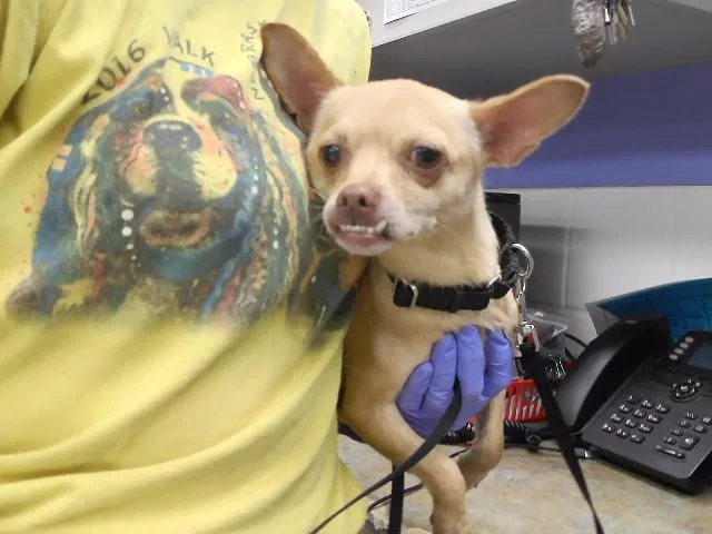 A young small-sized male Chihuahua dog named Steele for adoption in Omaha, NE