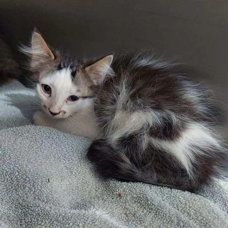 A young medium-sized female Brown / Chocolate Domestic Medium Hair cat named Bonnie for adoption in Lake Havasu City, AZ