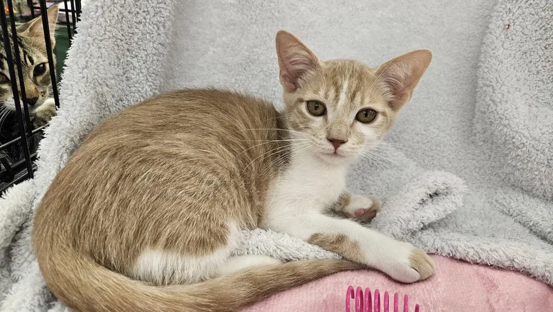 A baby medium-sized male Orange & White Domestic Short Hair cat named Julius for adoption in Antioch, CA