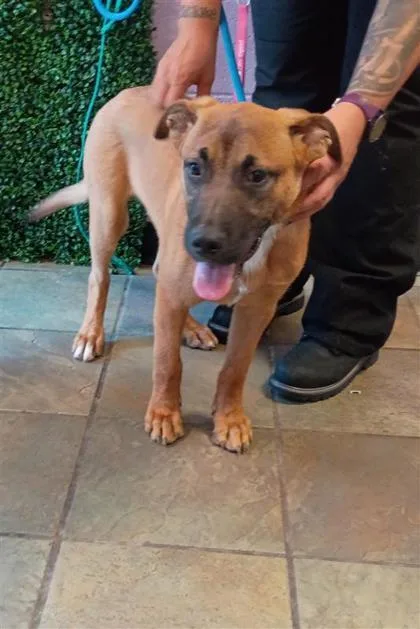 A young small-sized male Shepherd dog named HughieCooper for adoption in El Paso, TX
