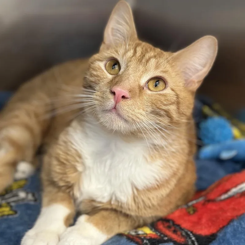 An adult medium-sized male Orange / Red Domestic Short Hair cat named Arthur for adoption in Matteson, IL