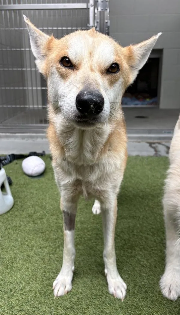An adult medium-sized female German Shepherd Dog dog named Peach for adoption in El Cajon, CA