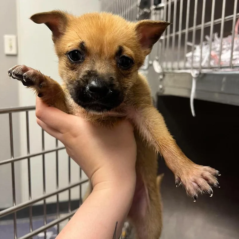 A baby small-sized male Yellow / Tan / Blond / Fawn Mixed Breed dog named Sabel for adoption in Edwardsville, IL