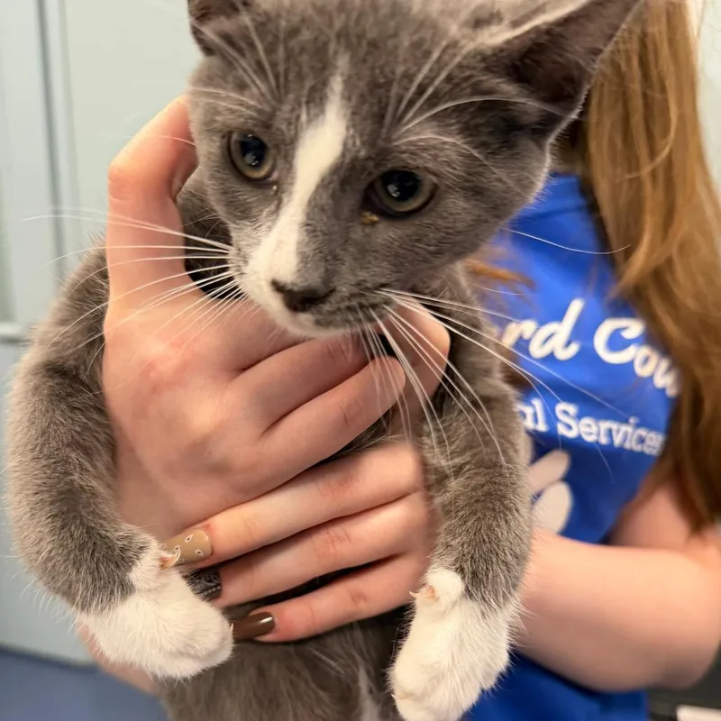 A baby small-sized male Gray / Blue / Silver Domestic Short Hair cat named Soup Ladel for adoption in Greensboro, NC