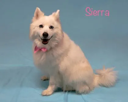 A senior small-sized female Pomeranian dog named Sierra for adoption in Parma, OH