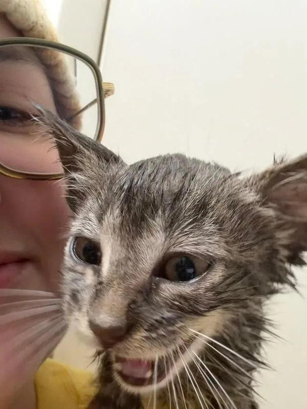 A young medium-sized male Gray / Blue / Silver Domestic Short Hair cat named Schmitzy for adoption in Fort Collins, CO