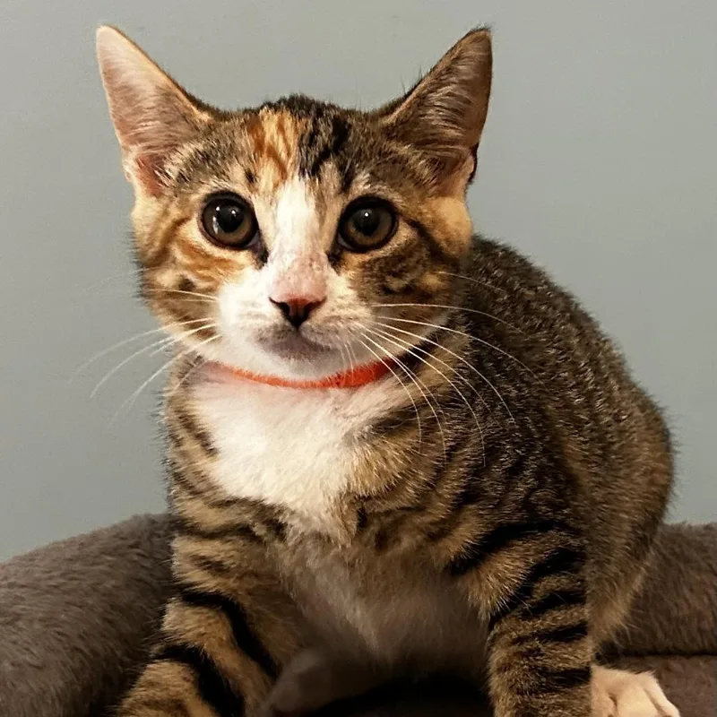 A baby small-sized female Domestic Short Hair cat named Nea for adoption in Cumming, GA