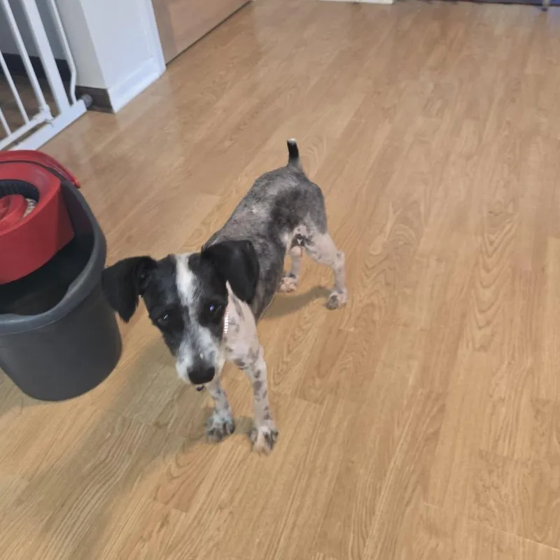 An adult small-sized female Gray / Blue / Silver Miniature Schnauzer dog named Audrey Hepburn for adoption in St. Charles, IL
