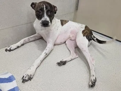 A baby medium-sized male Mixed Breed dog named Spike for adoption in Honolulu, HI