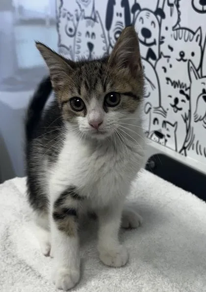 A young small-sized female Domestic Short Hair cat named B Miami for adoption in North Charleston, SC