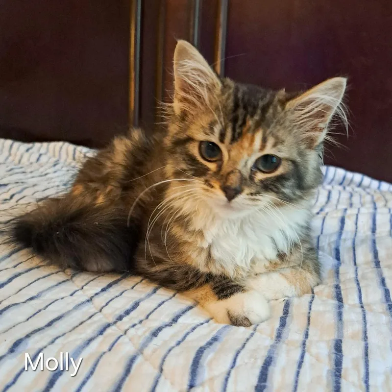 A baby small-sized female Domestic Long Hair cat named Molly for adoption in Groveland, MA