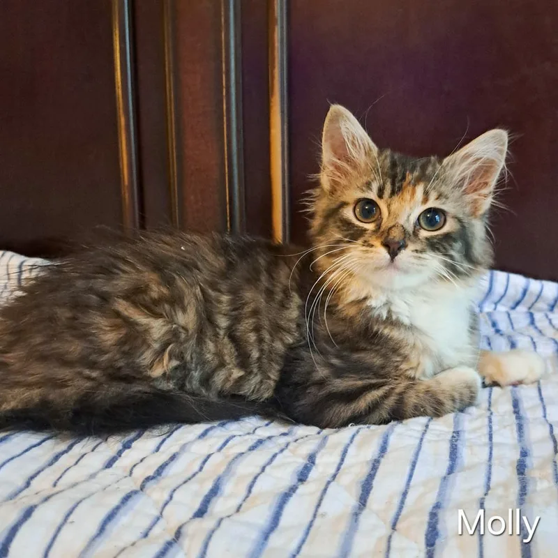Molly thumbnail 3