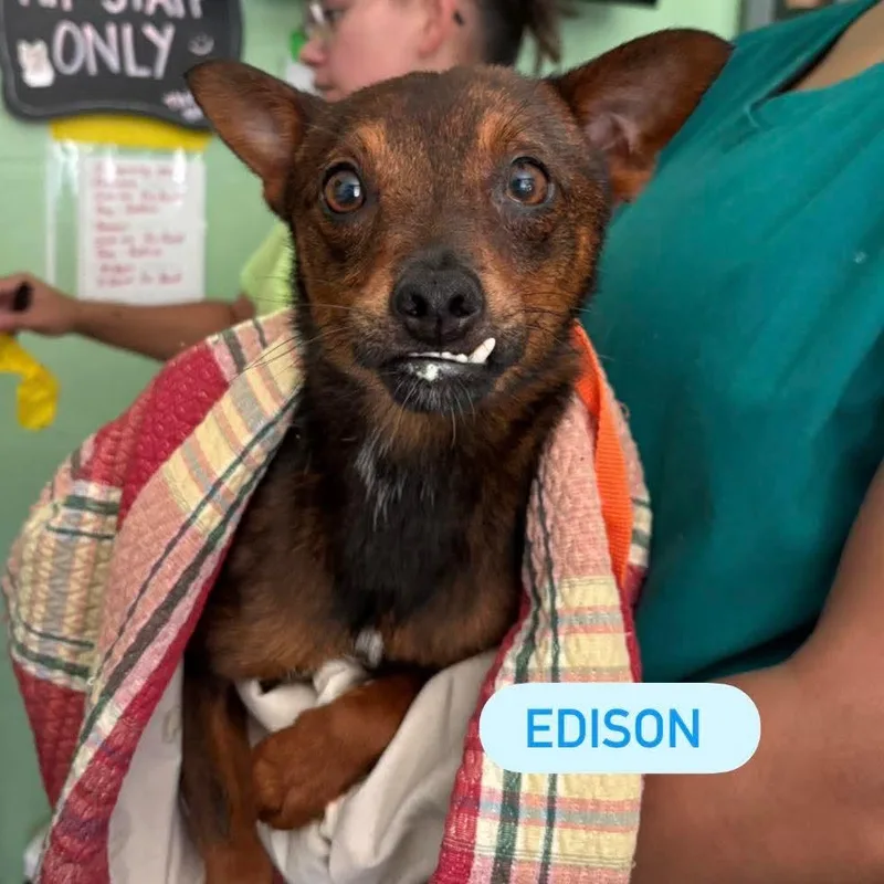 An adult small-sized male Brown / Chocolate Chihuahua dog named Edison for adoption in Tampa, FL