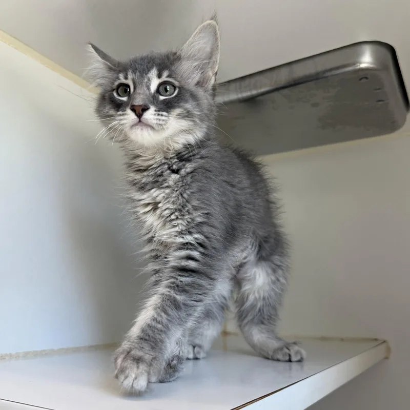 A baby small-sized female Domestic Medium Hair cat named Bianca for adoption in Oakland, CA