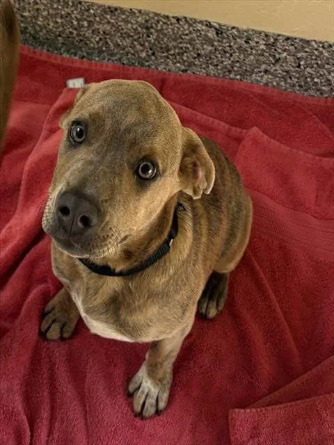A baby medium-sized male Labrador Retriever dog named Benji for adoption in Brewster, MA