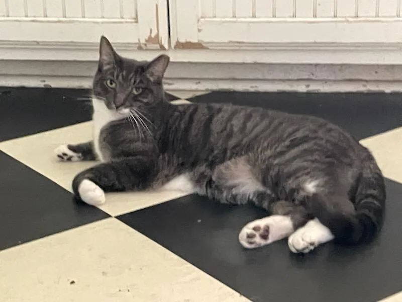 An adult medium-sized male Tabby (Gray / Blue / Silver) Domestic Short Hair cat named Tony for adoption in Norfolk, VA